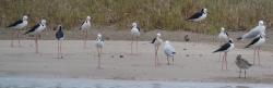 The long legs of pied stilts
